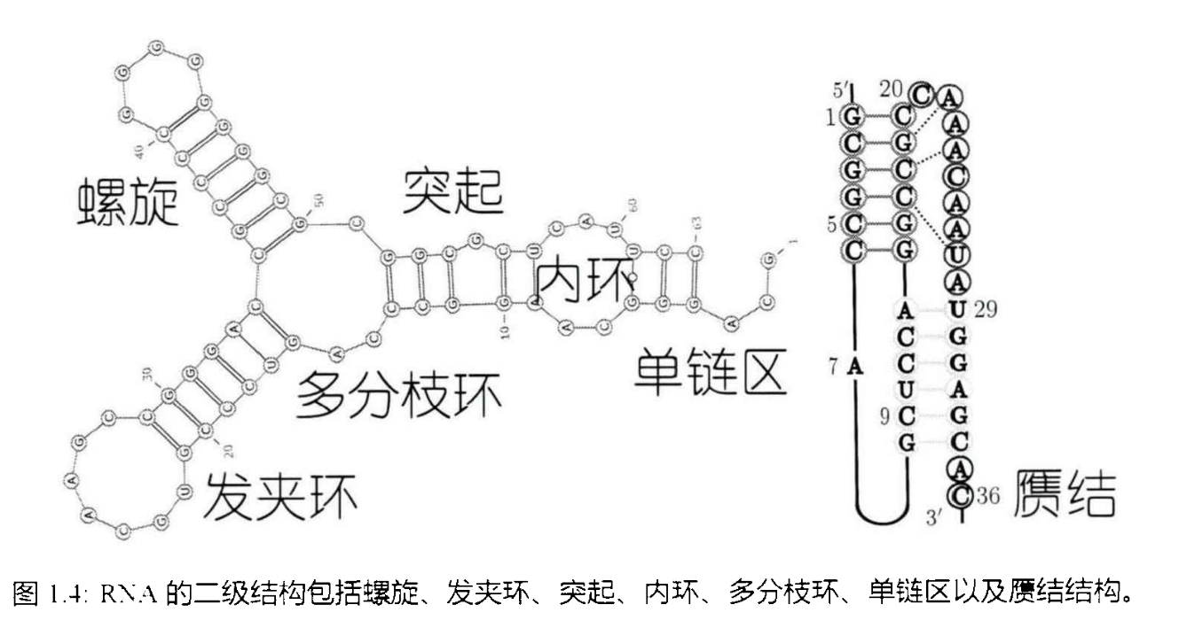 RNA-structure2